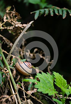 A grove snail in it`s shell sitting in foliage
