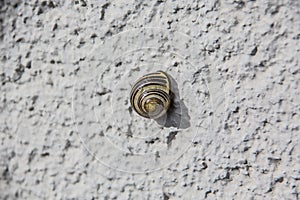 Grove snail sticks to house wall