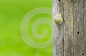 A grove snail on a wooden fence post in the countryside