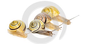 Grove snails or brown-lipped snails, Cepaea nemoralis, racing