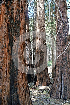 A grove of statuesque sequoia