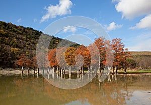 The grove of swamp cypress autumn