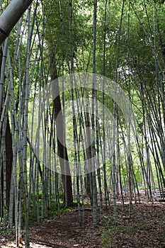 A Grove of tall Bamboo in a Forest in Durham, North Carolina