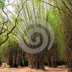 Grove of tall bamboo trees in shades of green
