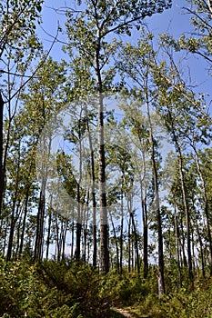 Grove of Trembling Aspen (Populus tremuloides) trees along hiking trail at Presqu\'ile photo