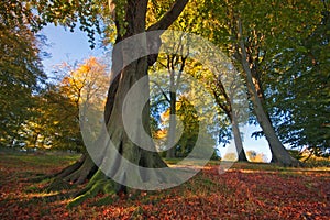 Grove of trees in autumn