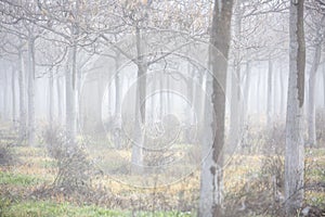 A grove of trees in the autumn fog