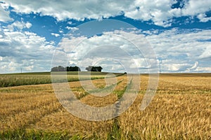 Grove with trees on golden barley field