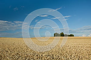 Grove with trees in a wheat field, horizon and blue sky