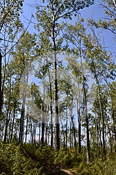 Grove of Trembling Aspen (Populus tremuloides) trees along hiking trail at Presqu\'ile