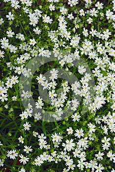 Grove of white flowers of Agglomerated Ceraistium Cerastium photo