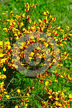 Grove of yellow and red broom flowers