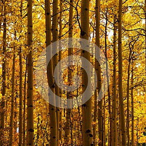 Grove of yellow trees