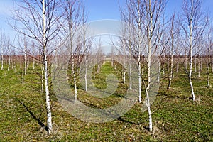 A grove of young birch trees planted in rows against a blue sky background