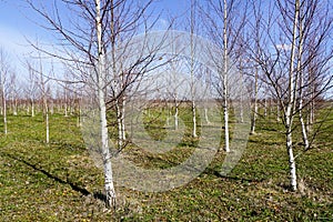 A grove of young birch trees planted in rows against a blue sky background