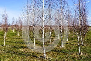 A grove of young birch trees planted in rows against a blue sky background