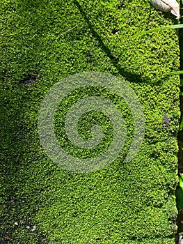 groved green moss