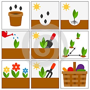 Groving sedlings. Seeds, seedlings and harvest