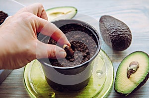 Grow avocado from seed in home from grocery store bought avocado vegetable.