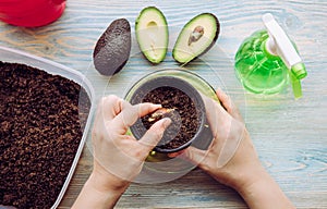 Grow avocado from seed in home from grocery store bought avocado vegetable. photo