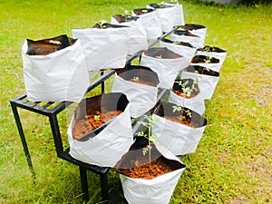 Grow bags with vegetable saplings in a vertical stand outside.