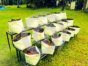 Grow Bags with vegetable saplings in a vertical stand outside.