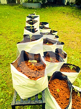 Grow Bags with vegetable saplings in a vertical stand outside.