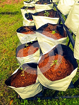 Grow Bags with vegetable saplings in a vertical stand outside garden.