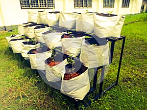 Grow Bags with vegetables saplings in a vertical stand outside.