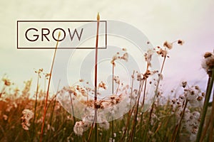 Grow concept quote wildflower background