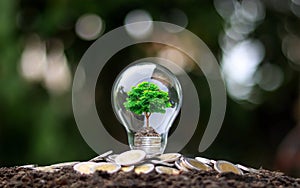 Grow green trees on money in soft light energy saving bulbs with the idea of economic growth. photo