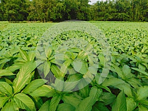 Grow jute tree in india west bengal nadia