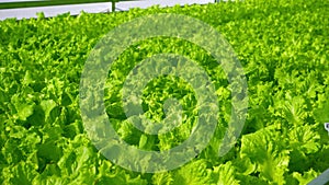 Grow lettuce close-up in the greenhouse. Green plantations of lettuce. Green bushes and seedlings on the farm