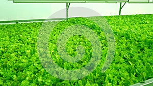 Grow lettuce close-up in the greenhouse. Green plantations of lettuce. Green bushes and seedlings on the farm