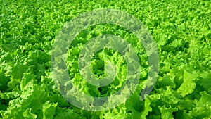 Grow lettuce close-up in the greenhouse. Green plantations of lettuce. Green bushes and seedlings on the farm