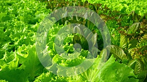 Grow lettuce close-up in the greenhouse. Green plantations of lettuce. Green bushes and seedlings on the farm