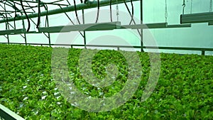 Grow lettuce in the greenhouse. Frize and Salad green plantations. Green bushes and seedlings on the farm. Agriculture