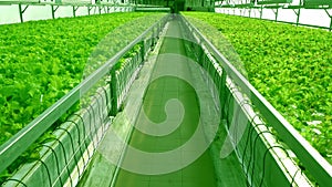 Grow lettuce in the greenhouse. Frize and Salad green plantations. Green bushes and seedlings on the farm. Agriculture