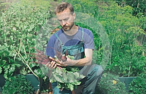 Grow it local. Farmer inspected fresh harvested beetroots in vegetable garden. Bio organic farming gardening. Homegrown