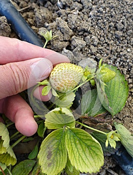 grow natural strawberries in the soil,green raw strawberries close-up,unripe strawberries