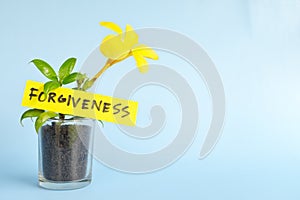 Grow and nurture forgiveness concept. Plant on pot with flower on blue background with copy space.