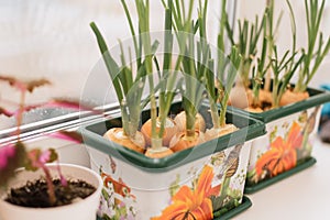 grow onions on the window in pots. Sprouting onions on the windowsill.