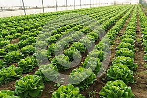 Grow salad in greenhouse