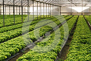 Grow salad in greenhouse