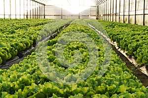 Grow salad in greenhouse