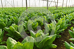 Grow salad in greenhouse