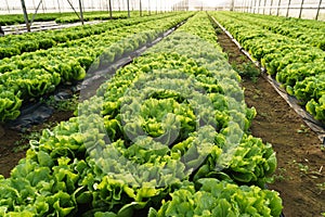 Grow salad in greenhouse