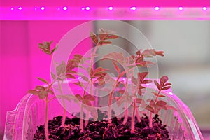 Grow seedlings of plants under phyto-lamps with ultraviolet light