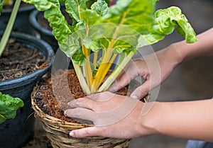 Grow Swiss Chard  organic with hand