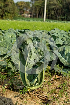 Grow top-notch cabbage plants from quality cabbage seeds photo